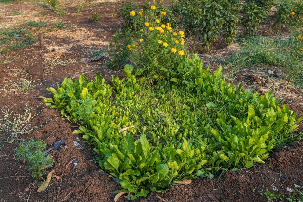 Saffronstays Serene Retreat, Alibaug Alībāg Εξωτερικό φωτογραφία
